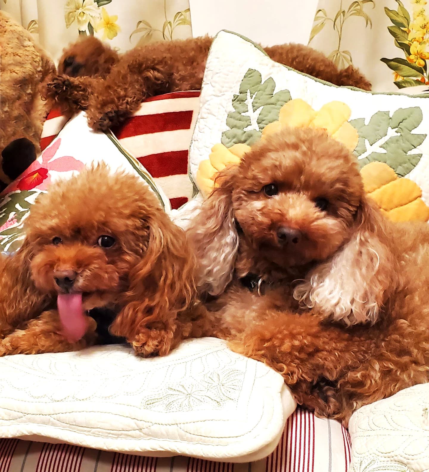 愛犬たち